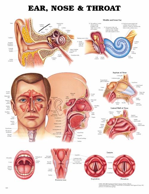 Ear, Nose and Throat Anatomical Chart