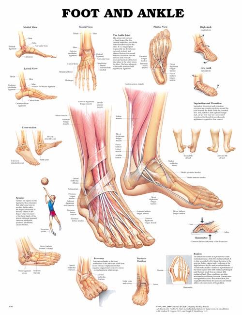 Foot and Ankle Anatomical Chart
