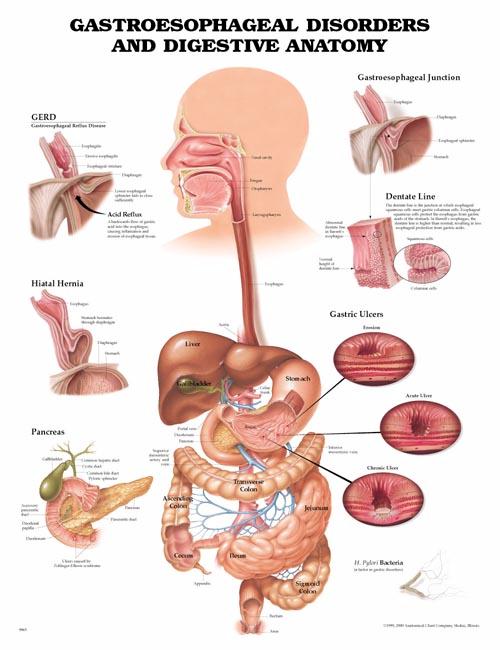 Gastroesophageal Disorders Anatomical Chart