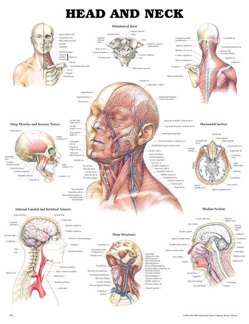 Head and Neck Anatomical Chart