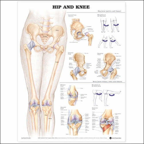 Hip and Knee  2nd Edition Anatomical Chart