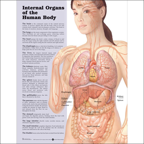 organs of human body. Internal Organs of the Human