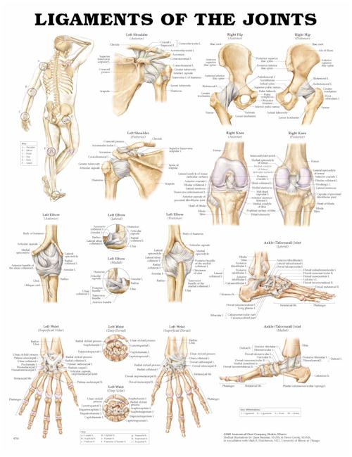 Ligaments of the Joints Anatomical Chart