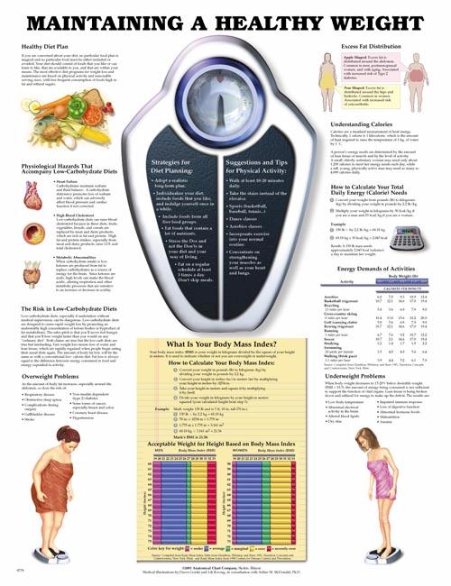Maintaining a Healthy Weight Anatomical Chart