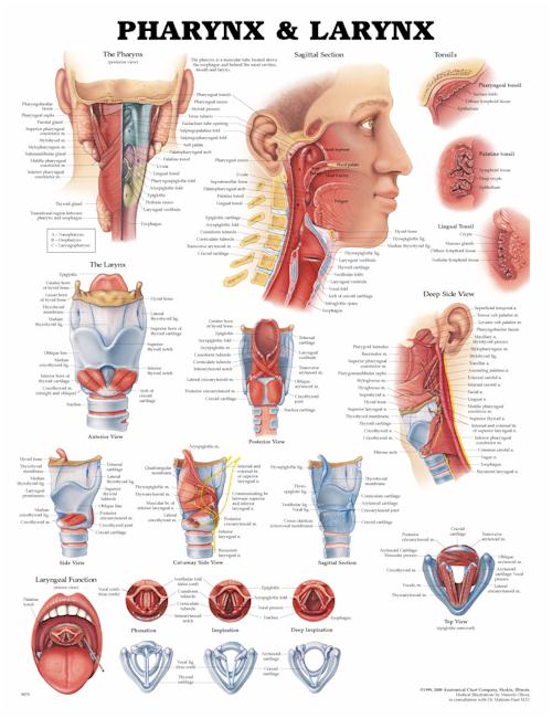 Pharynx and Larynx Anatomical Chart