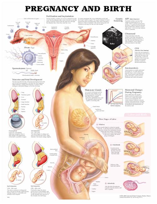 Pregnancy and Birth Anatomical Chart