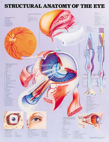 Structural Anatomy of the Eye Anatomical Chart