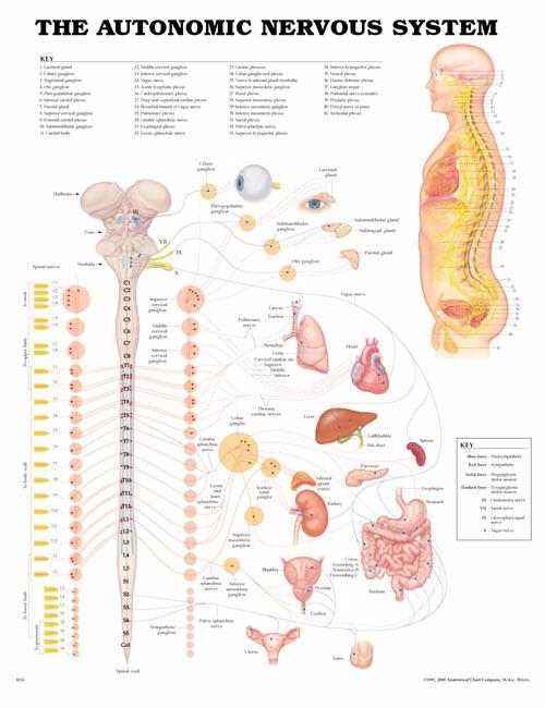 The Autonomic Nervous System Anatomical Chart