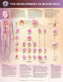 The Development of Blood Cells Anatomical Chart
