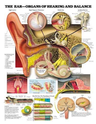 The Ear - Organs of Hearing and Balance Anatomical Chart