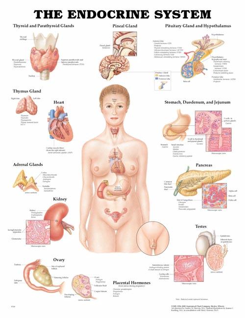 The Endocrine System Anatomical Chart