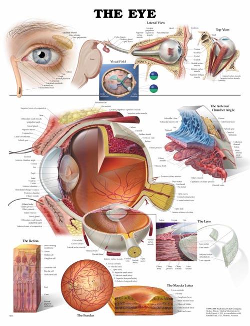 The Eye Anatomical Chart