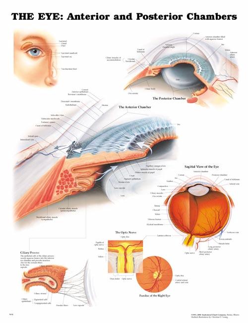 The Eye: Anterior and Posterior Chambers Anatomical Chart