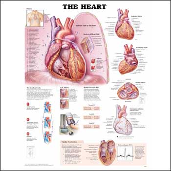 The Heart Anatomical Chart