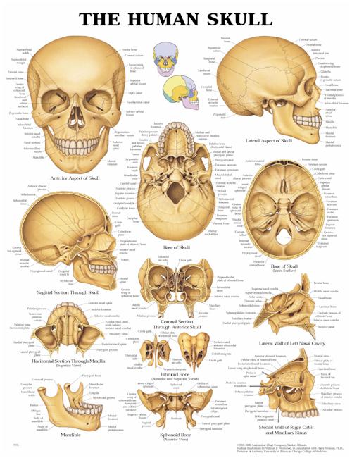 The Human Skull Anatomical Chart