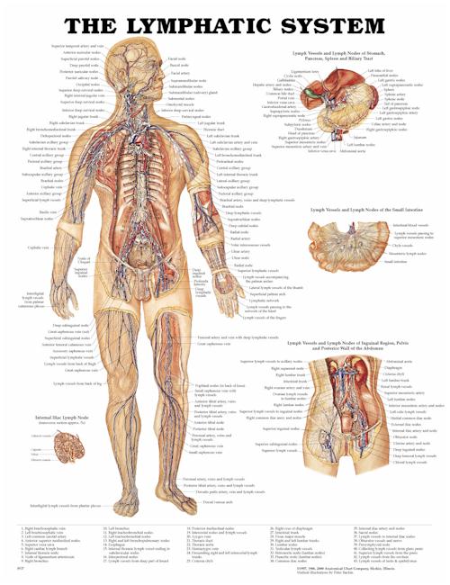 The Lymphatic System Anatomical Chart