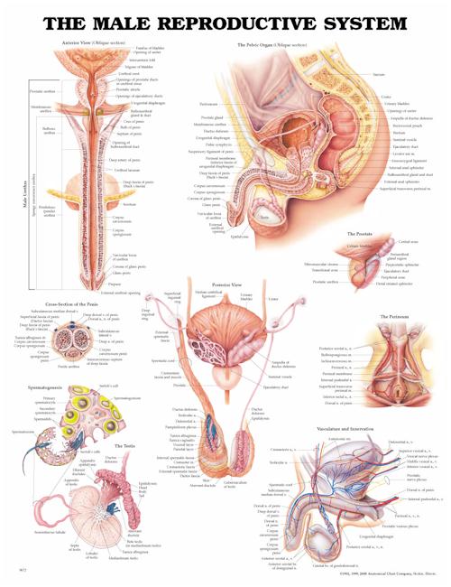 The Male Reproductive System Anatomical Chart