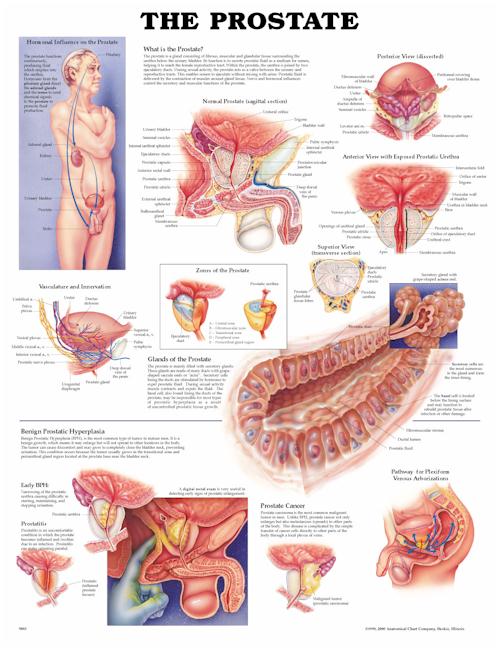 The Prostate Anatomical Chart