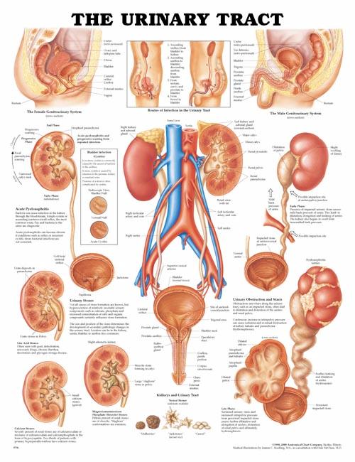 The Urinary Tract Anatomical Chart