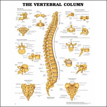 The Vertebral Column Anatomical Chart