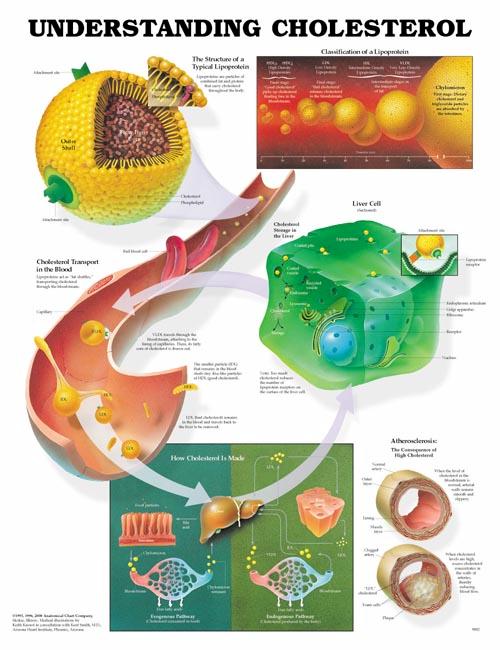 Understanding Cholesterol Anatomical Chart