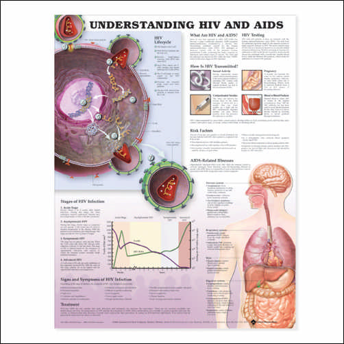 Understanding HIV & AIDS Anatomical Chart