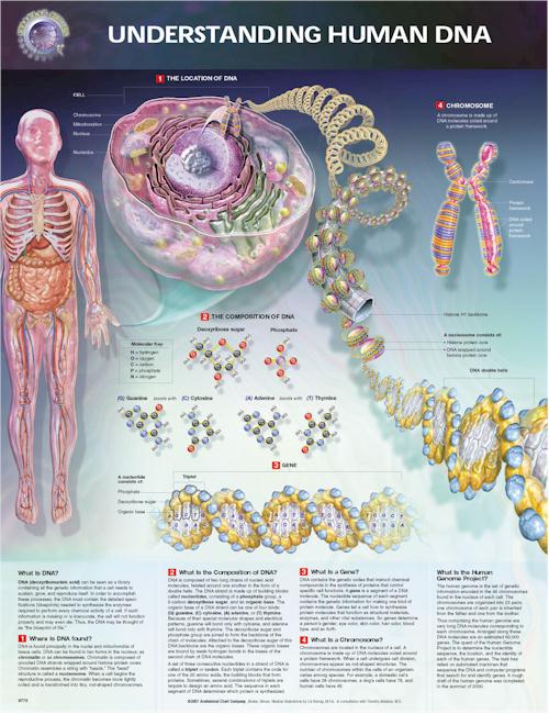 Understanding Human DNA Anatomical Chart