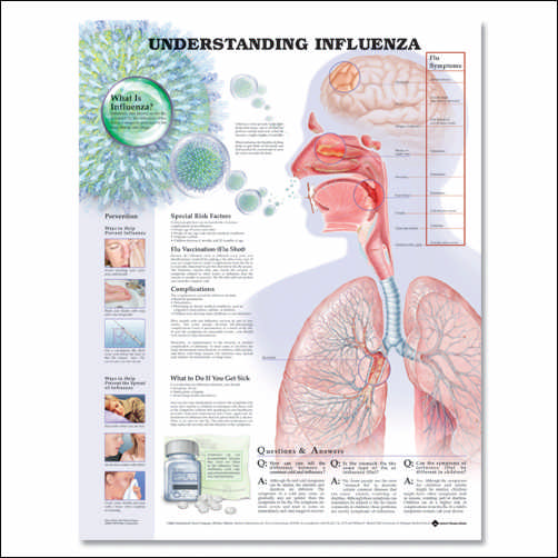 Understanding Influenza Anatomical Chart