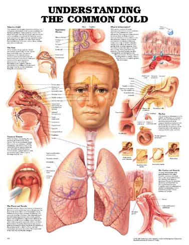 Understanding the Common Cold Anatomical Chart