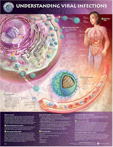 Understanding Viral Infections Anatomical Chart