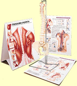 Anatomy Charts & Posters