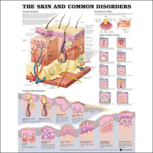 The Skin and Common Disorders Anatomical Chart